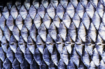 Fish (Roach, Rutilus rutilus) scales close-up. The row of lateral line scales is visible in the lower part of the image. Image appears a bit soft due to the epidermal mucus covering the scales. - obrazy, fototapety, plakaty