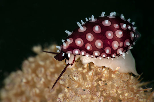 Sea snail Margovula bimaculata. Underwater macro photography from Anilao, Philippines