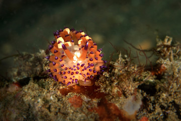 Nudibranch White-Spotted Janolus.  Underwater macro photography from Anilao, Philippines