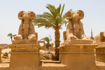 Goats headed sphinxes and the palm tree in the ancient city of Thebes, modern-day Luxor, Egypt