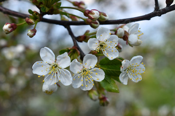 Cherry blossoms in spring with white flowers.