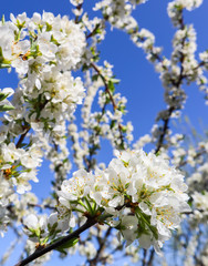 Beautiful white flowers of plum in spring against blue sky