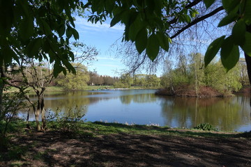 tree, nature, landscape, lake