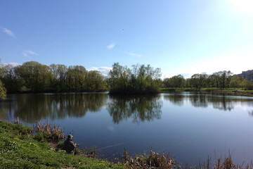 tree, nature, landscape, lake