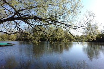 Fototapeta na wymiar tree, nature, landscape, lake