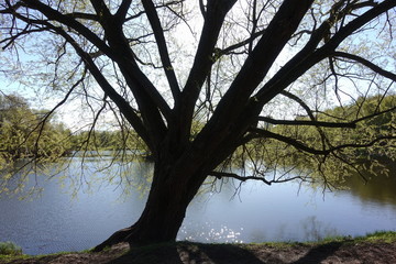 tree, nature, landscape, lake