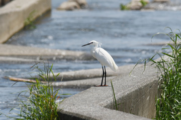 鷺　多摩川