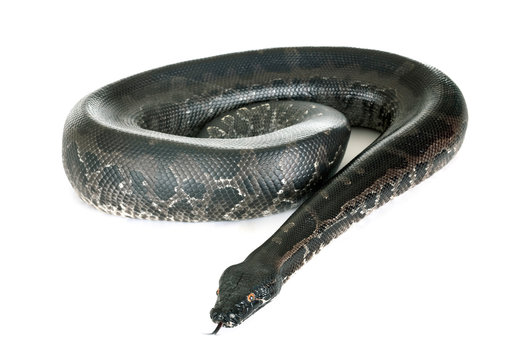 Sumatran Blood Python Images Browse 335 Stock Photos Vectors And sumatran-blood-python-images-browse-335-stock-photos-vectors-and