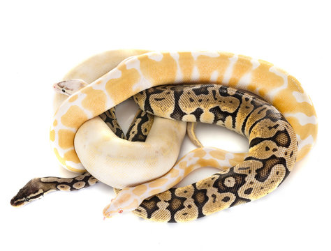 1,700+ Ball Python Stock Photos, Pictures & Royalty-Free Images