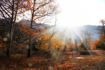Sunbeams shining over countryside landscape with colorful autumn leaves and trees in forest