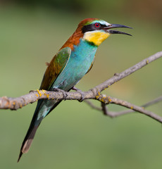 European Bee-eater (Merops apiaster)