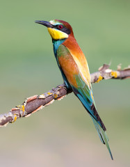 European Bee-eater (Merops apiaster)