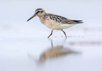 Broad-billed sandpiper (Limicola falcinellus)