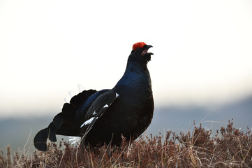 Black grouse shouting at close. Black grouse portrait.