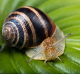 Bright cute snail