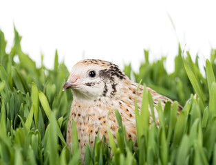 Cute young quail