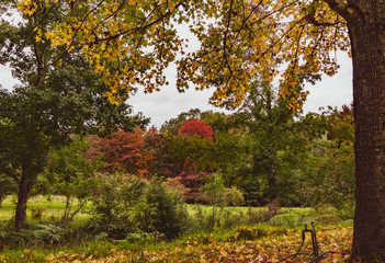 Autumn Colours, Trees and Liquid Ambers