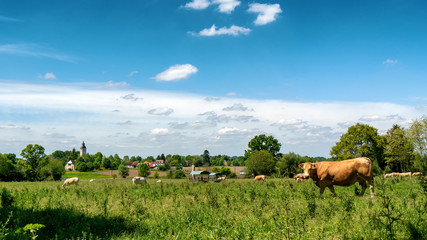 french countryside with meadows, cows and church background