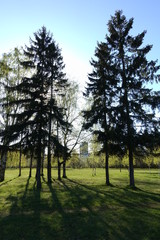 Obraz premium forest, path, nature, road