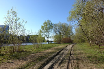 forest, path, nature, road