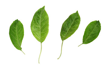 Fototapeta premium Set of green leaves from apple tree
