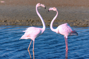 beautiful flamingos walking around the lagoon and looking for food