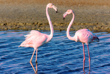 beautiful flamingos walking around the lagoon and looking for food