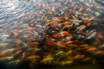 Fototapeta na wymiar Colorful carp fish swimming in pond