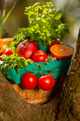 Fresh organic vegetables in wicker basket in the garden on a tree
