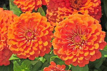 Garden with multicolored gorgeous flowers