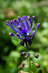 Muscari à toupet
