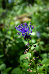 Muscari à toupet