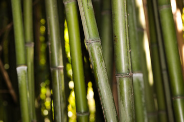 Obraz premium bamboo grove nature background