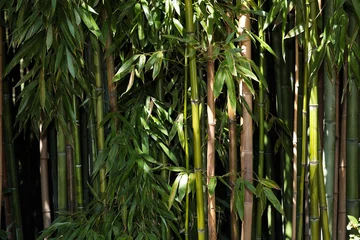 Gordijnen bamboo grove nature background © Fototocam