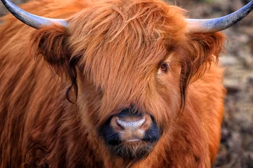 Wall murals Highland Cow Scottish Highland Cow, Highlander, Scotland