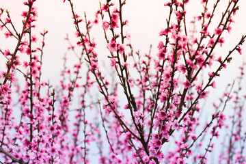 Pink peach flowers begin blooming in the garden. Beautiful flowering branch of peach on blurred garden background. Close-up, spring theme of nature. Selective focus