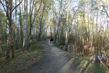 Obraz premium forest, road, trees