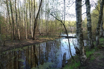 Obraz premium forest, road, trees