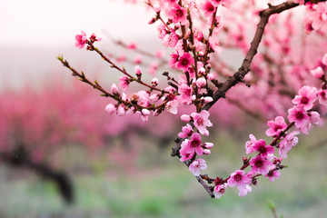 Pink peach flowers begin blooming in the garden. Beautiful flowering branch of peach on blurred garden background. Close-up, spring theme of nature. Selective focus