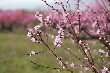 Pink peach flowers begin blooming in the garden. Beautiful flowering branch of peach on blurred garden background. Close-up, spring theme of nature. Selective focus