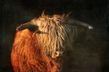 Scottish Highland Cow, Highlander, Scotland
