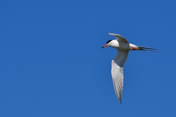 Hayward Shoreline
