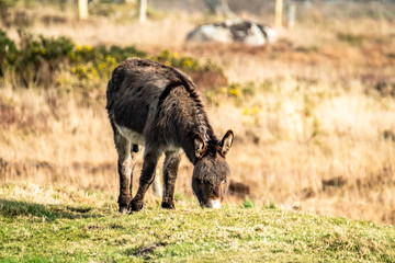 Donkey standing in a field of green grass in Ireland