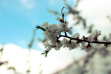 Blooming branch of white sakura over blue sky. Beautiful natural background.
