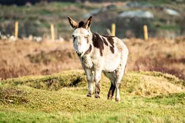 Naklejka na ściany i meble Donkey standing in a field of green grass in Ireland