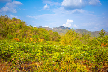 Fototapeta premium Mountain, covered with green trees, under a blue sky with clouds are beautiful nature.