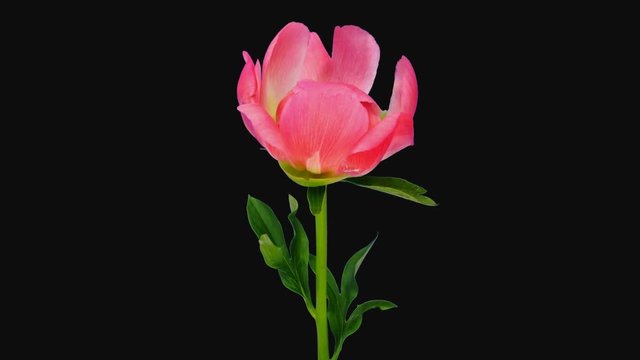 Time-lapse of opening coral peony (Paeonia) flower 3d4 in 4K PNG+ format with ALPHA transparency channel isolated on black background