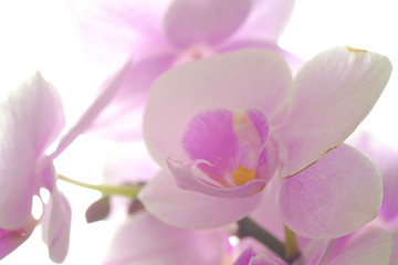 orchid on a green background