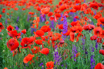 Fototapeta na wymiar Some red poppies on green field in sunny day. Field of poppies spring.
