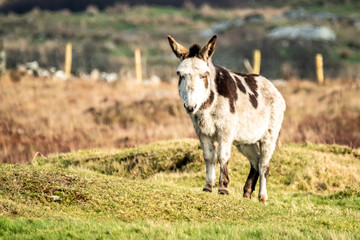 Donkey standing in a field of green grass in Ireland
